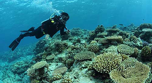西沙珊瑚島附近的珊瑚群