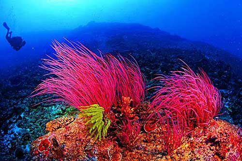 西沙群島下，兩小叢紅色的珊瑚