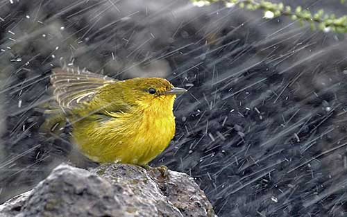 Bird-In-Rain