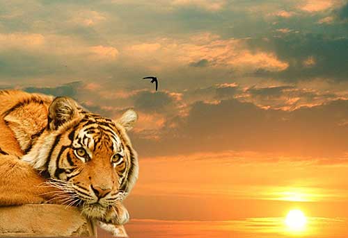 tiger_looking_to_the_sun