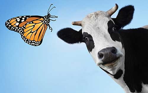 cow-and-butterfly